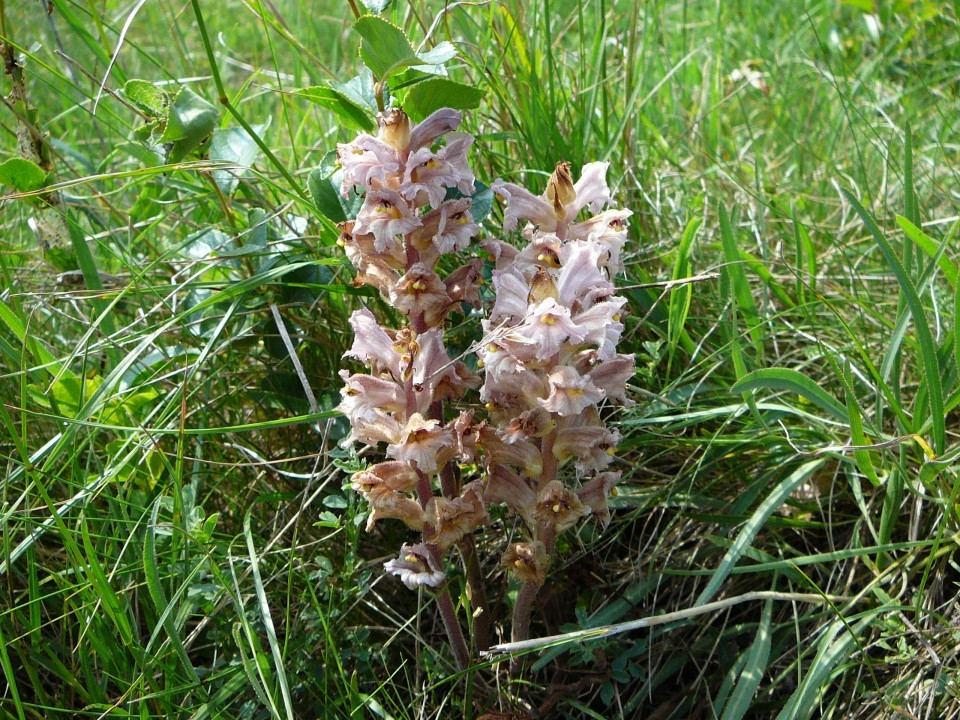 Eichkogel Sommerwurzen