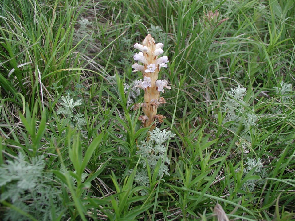 Eichkogel Sommerwurzen
