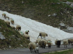 Von der Drina ins Durmitor (52)