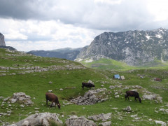 Von der Drina ins Durmitor (48)
