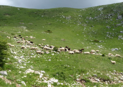 Von der Drina ins Durmitor (38)