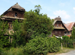Cigoc (7)