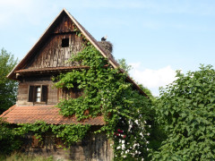 Cigoc (11)
