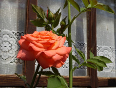 Tradicije Cigoc (6)