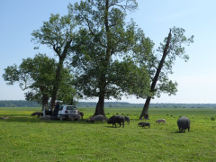 Muzilovica (14)