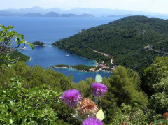 Mljet