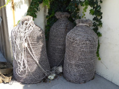 Mljet