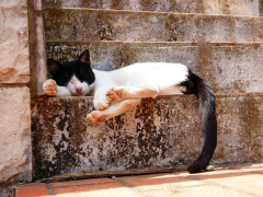 Katze