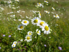 Aster