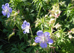 Wiesenstorchschnabel
