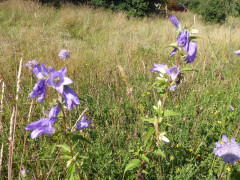Glockenblume
