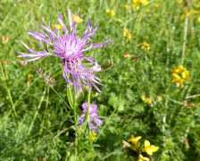 Flockenblume