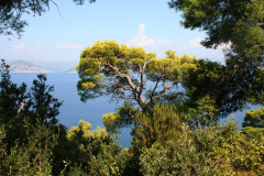 Mljet