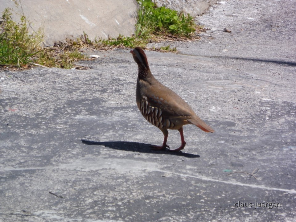 Gibraltar