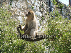 Gibraltar