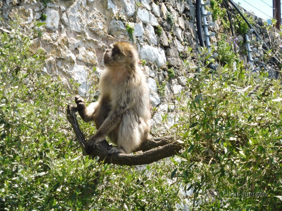 Gibraltar
