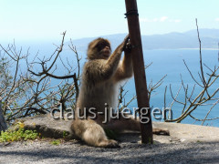 Gibraltar