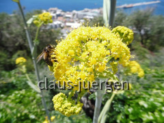 Gibraltar