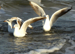 Oktober 2016 Möwenballett in der Ostsee