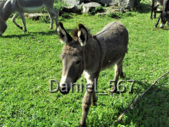 36 Bad  Kissingen