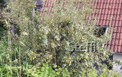 Birnenbaum Nachbarin