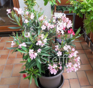 Oleander