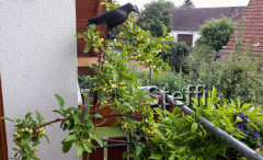Zierapfelbaum