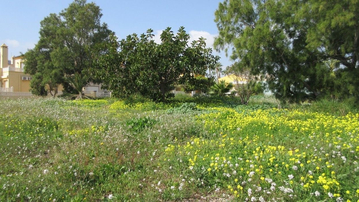 Frühling_012