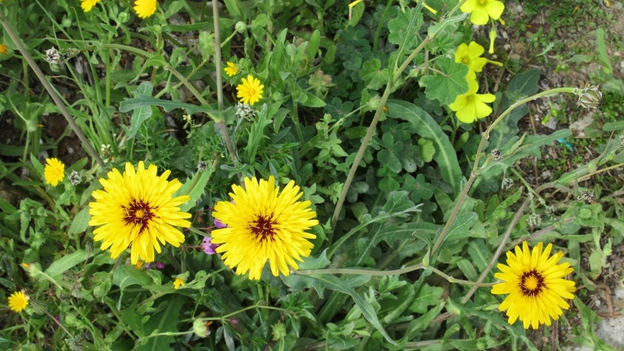 Frühling_017