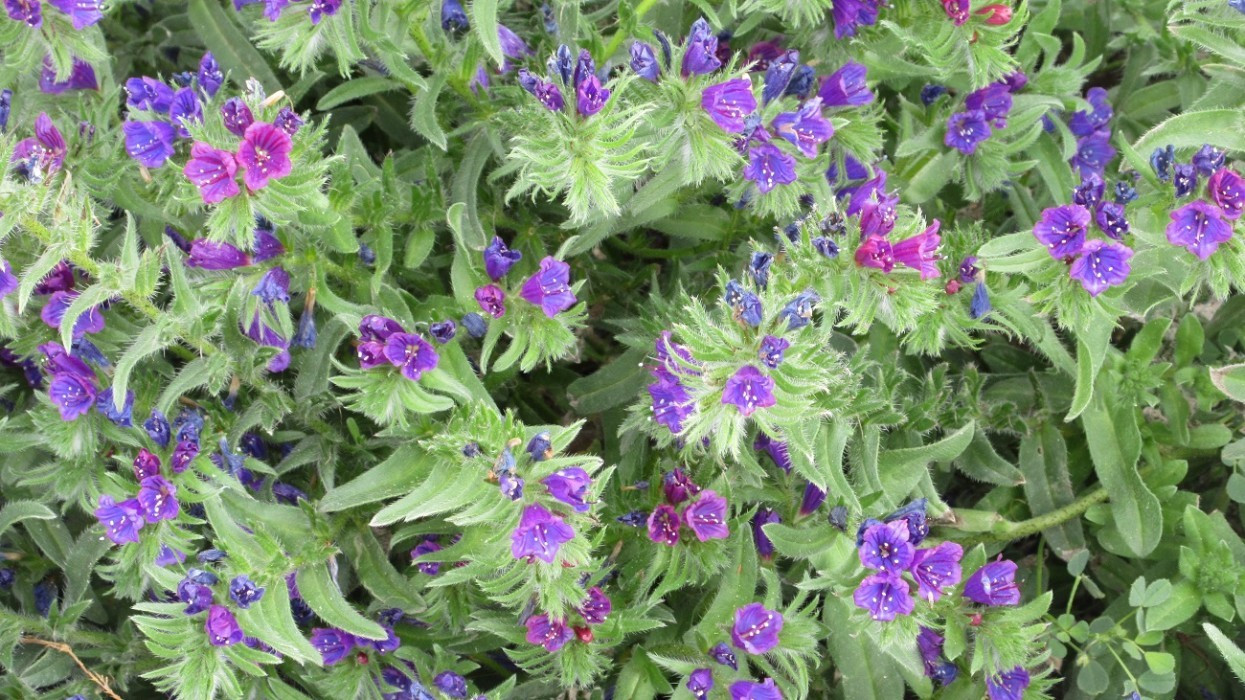 Frühling_020