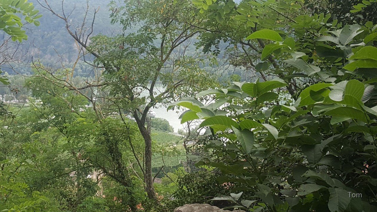 Dürnstein durch Blätter