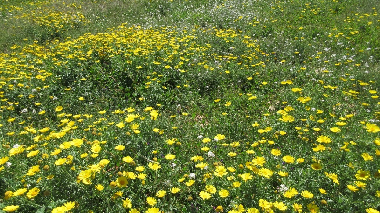 Frühling_021