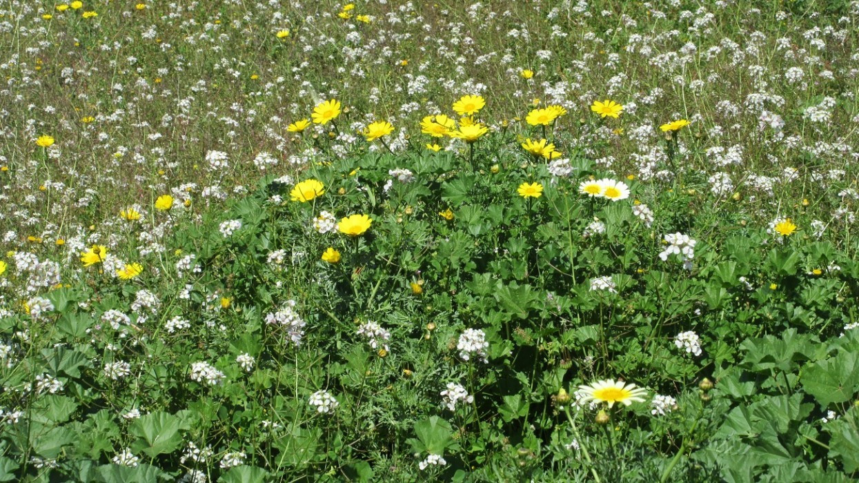 Frühling_022