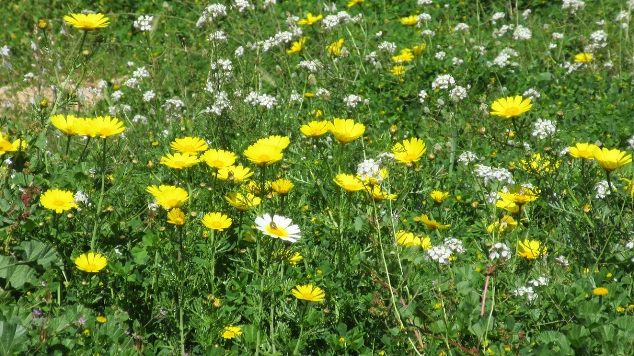 Frühling_023