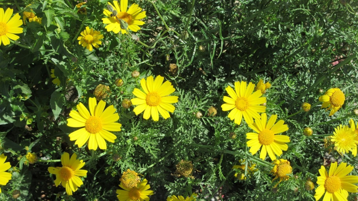 Frühling_024