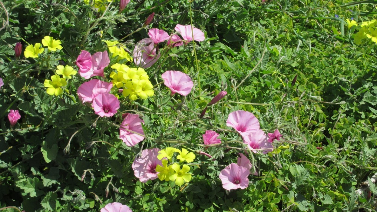 Frühling_025
