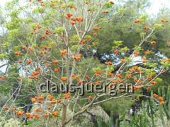 Gibraltar Botanischer Garten