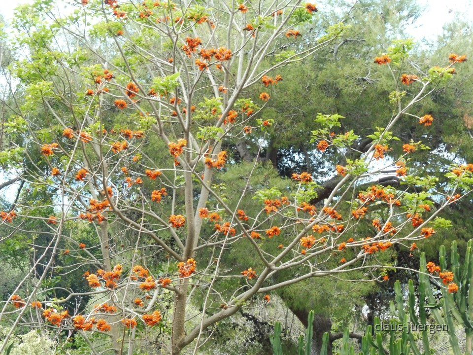 Gibraltar Botanischer Garten