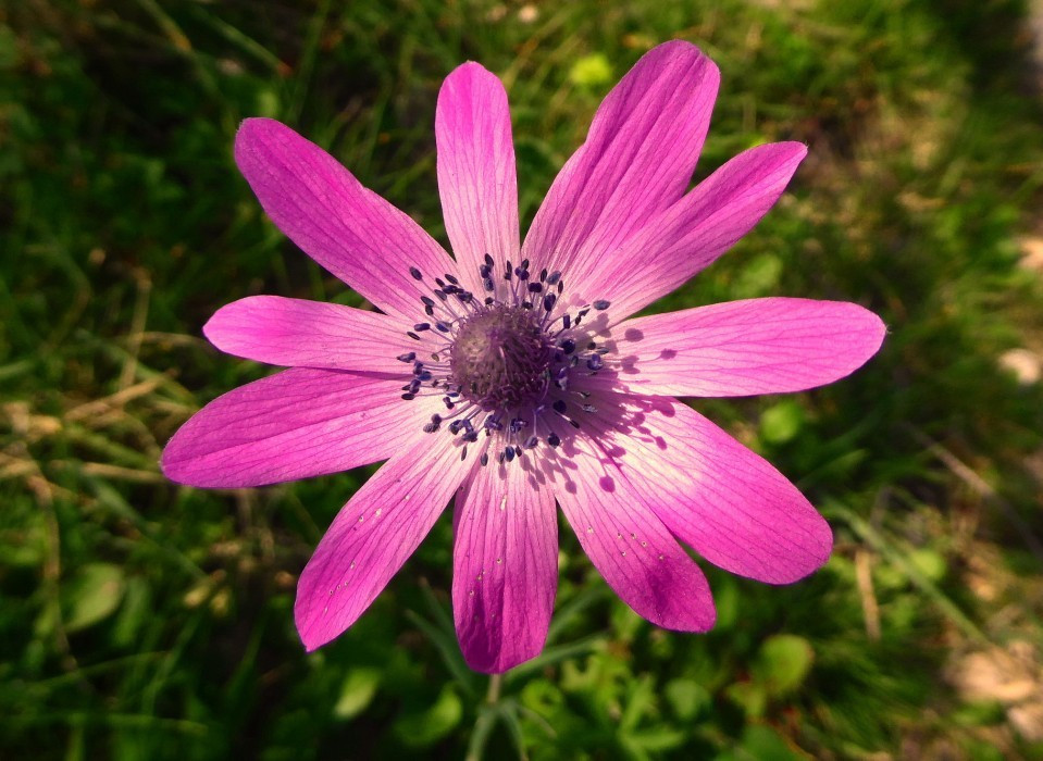 Anemonen  (2)