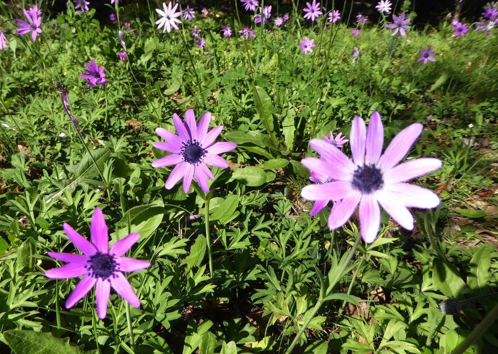 Anemonen c