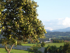 Am Irschenberg  (5)