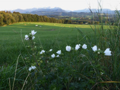 Am Irschenberg  (15)
