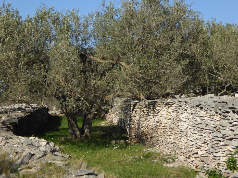 Olivnenhain