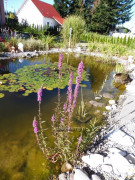 Gartenteich