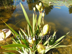 Gartenteich