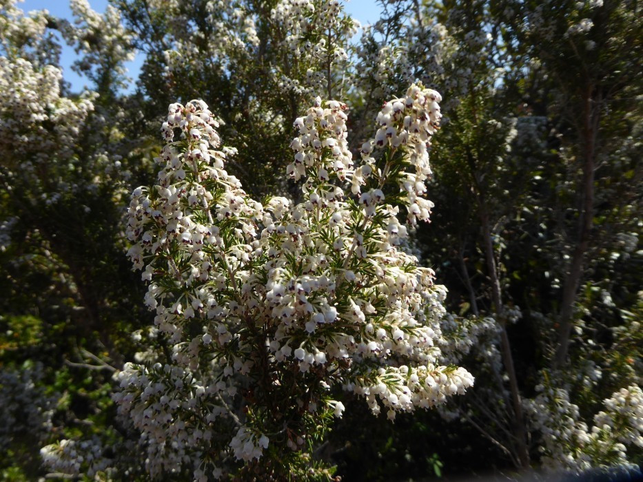 Strauchheide