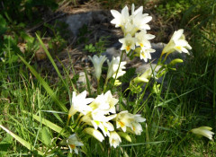 wilde Fresien (2)