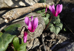 Cyclamen  (2)
