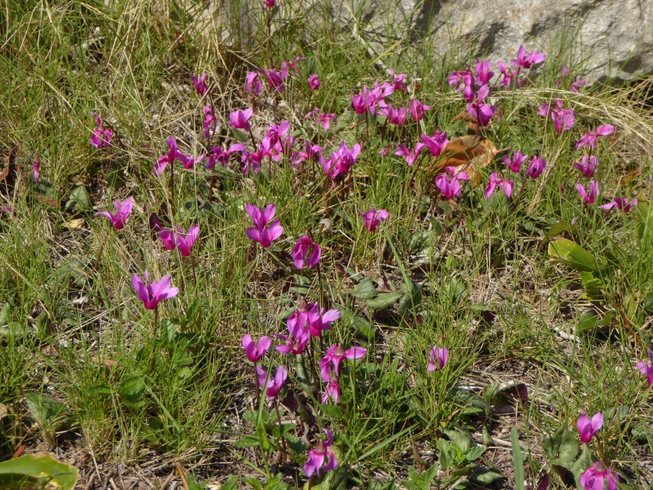 Cyclamen