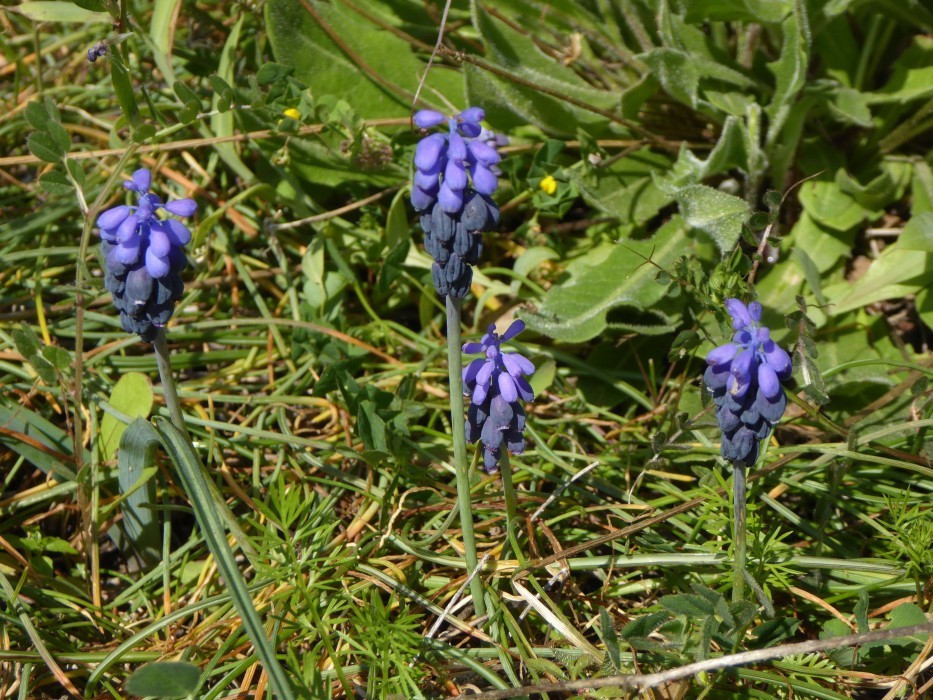 TRaubenhyazinthen